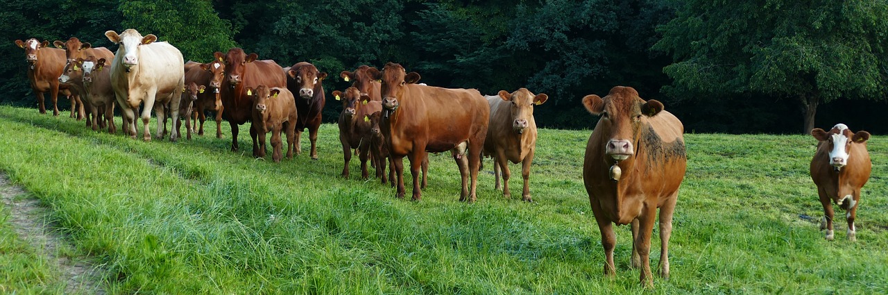 comité d’entreprise CACIB : fonctionnement, missions et rôle en 2025